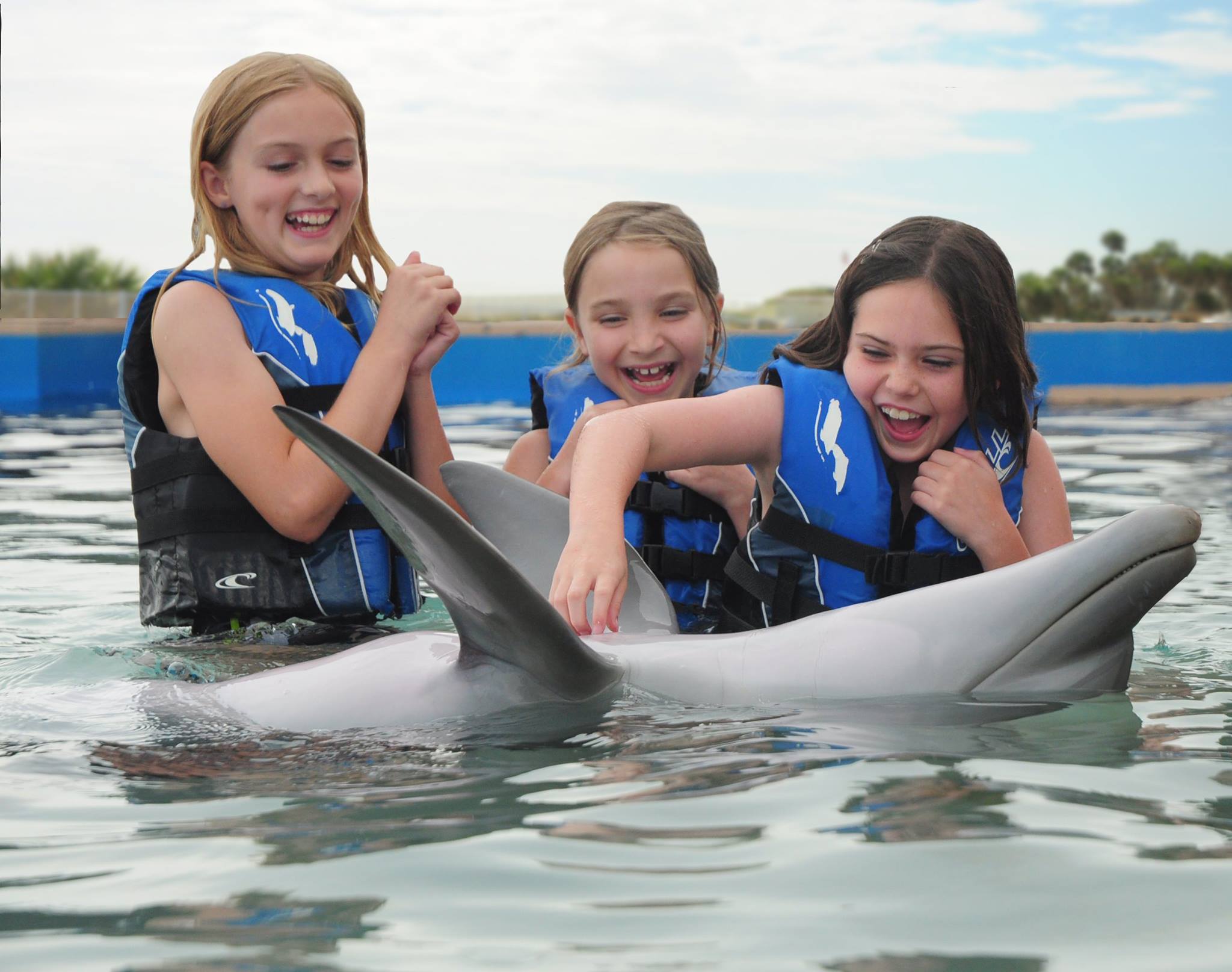 SWIMMING WITH DOLPHINS